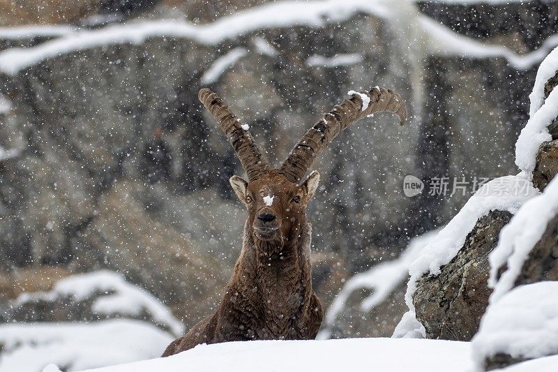 意大利valsavarenche Val D 'aosta，冬季雪景中的雄性高山野山羊肖像